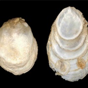 Black Foot Slipper Snail