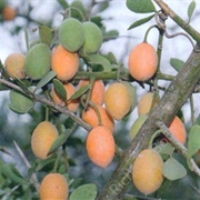 Small Green-Thorn (Balanites Pedicellaris)