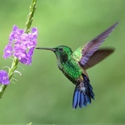 Hummingbirds