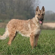 Belgian Laekenois