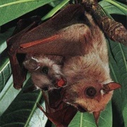 Dayak Fruit Bat