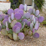 Santa Rita Prickly Pear