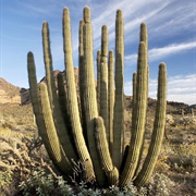 Organ Pipe Cactus