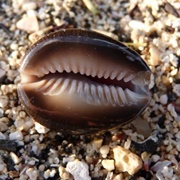 Snake Head Cowry