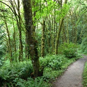 Forest Park, Portland