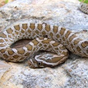Great Plains Rat Snake