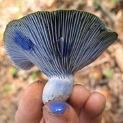 Indigo Milk Cap