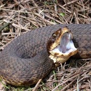 Water Moccasin