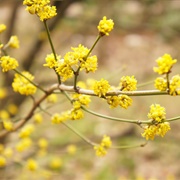 Spicebush (Lindera Benzoin)