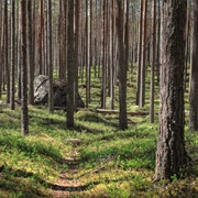 Pyhä-Häkki National Park