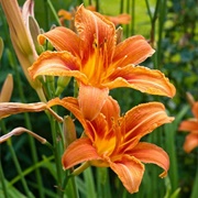 Orange Day-Lily (Hemerocallis Fulva)