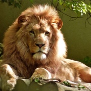 São Paulo Zoo, Brazil