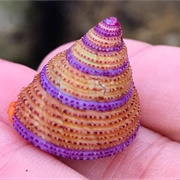 Purple-Ringed Top Snail