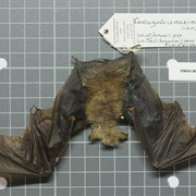 Shaggy Bat