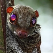 Flying Lemur