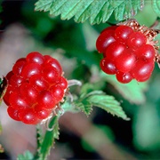 Arctic Raspberry
