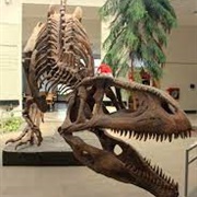 Egidio Feruglio Paleontological Museum, Trelew, Argentina