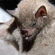 Gray Long-Tongued Bat