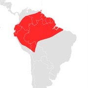 Lesser Long-Tongued Bat