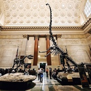 American Museum of Natural History, NYC