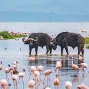 Kenya - Lake Nakuru