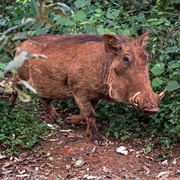Warthog