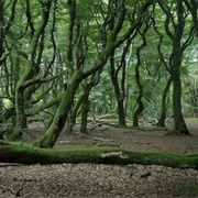 Rold Skov, Denmark