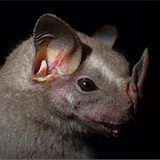 Brown Tent-Making Bat