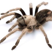 California Tarantula