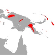 Beccari's Sheath-Tailed Bat