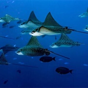 Eagle Ray