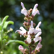 Greek Sage (Salvia Fruticosa)