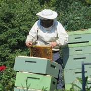 Death by Bees: 1 in 59,707