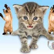 Kittens Sing Joy-Joy -Joy!