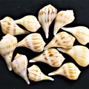 Pear Whelk