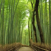 Arashiyama