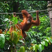 Sepilok Orangutan Rehabilitation Centre, Malaysia
