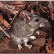 Eastern Woodrat