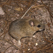 Mexican Woodrat