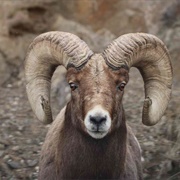 Big Horned Sheep