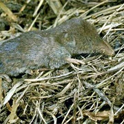 Southeastern Shrew