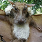 Buettikofer's Epauletted Fruit Bat