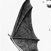 Narrow-Winged Pipistrelle