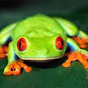 Batrachophobia: Fear of Amphibians