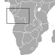 Lesser Angolan Epauletted Fruit Bat