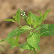 Chickenspike (Sphenoclea Zeylanica)