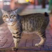 Manx Cat