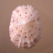 Spotted Limpet