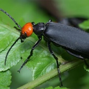 Blister Beetle