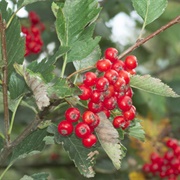 Whitebeam (Sorbus Aria)